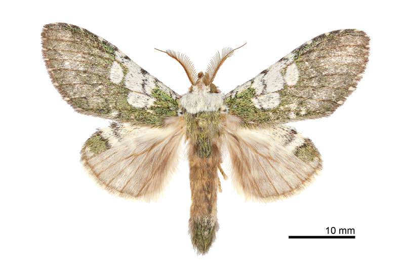 Syntypistis comatus Male